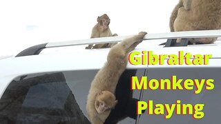 Monkeys Playing at Gibraltar