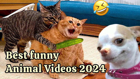 Best Funny Animal Videos 2024