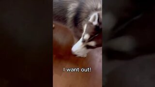 Husky tells me he needs to poop AGAIN!! #puppy #husky #dog #pets #funny #shorts #dogs #cute