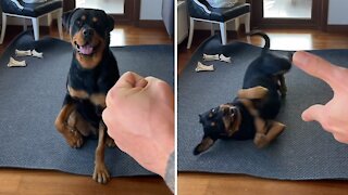Talented Rottweiler Obeys Vast Array Of Hand Signals