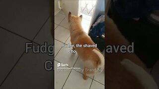 #shorts Chow Chow Dog Living in South Africa Num: 39 #chowchowpuppies #chowchowdog #southafricachows