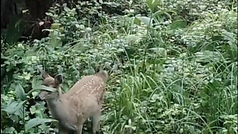 Blacktail Salad Bar, July 17-31