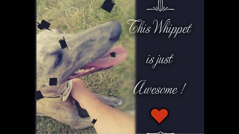 This Whippet is just Awesome ! ♥