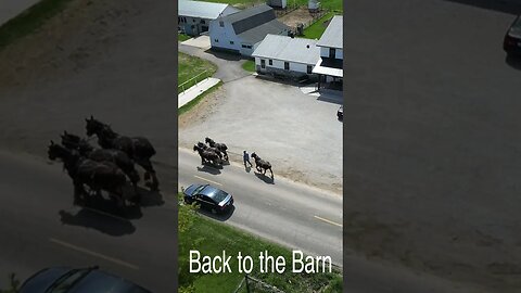 Amish Farmer - Draft Horses