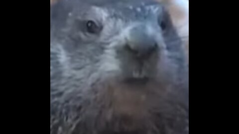 Phil the groundhog predicts 6 MORE WEEKS OF WINTER