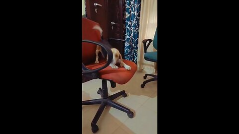 Hilarious Beagle Refuses to Sit on a Chair!