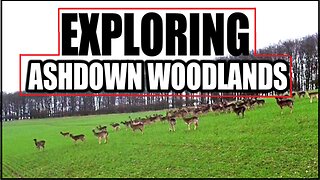 Ashdown Woodlands Drone Flight