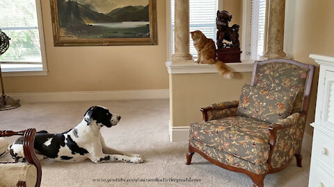 Relaxed Cat and Great Dane Share A Zen Moment With A Foo Dog