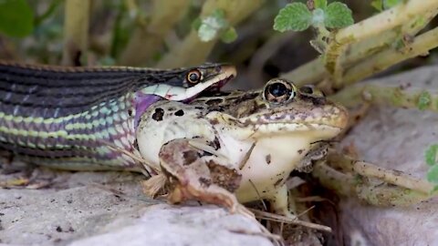 Ribbon Snake Eating LIVE Leopard Frog Whole