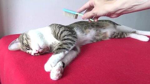 It Is Brushing Time for the Cat