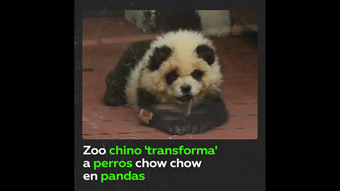 ‘Perros panda’ son exhibidos en un zoo de China