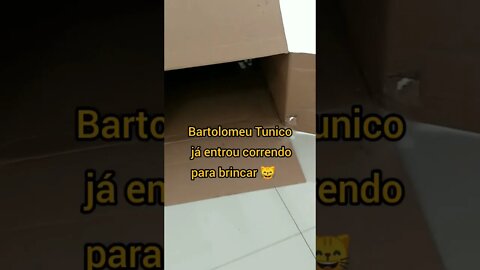 Gato Bartolomeu Tunico brincando em uma caixa grande de papelão 😺😺