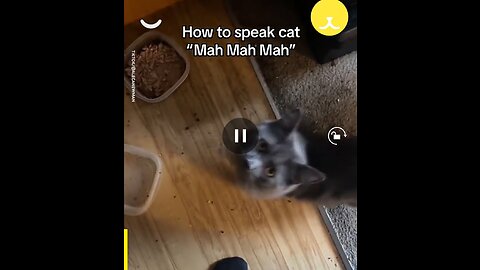 How to talk with cats
