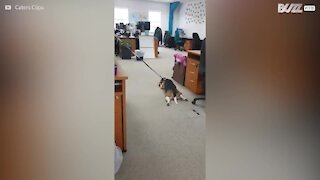 Un beagle fait un caprice devant l’interdiction de jouer