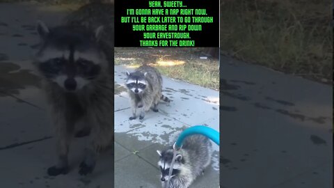 Friendly Racoon Gets a Drink! #Shorts #Racoon #Racoons #Cute #Animals #Funny Animals #Youtube Shorts