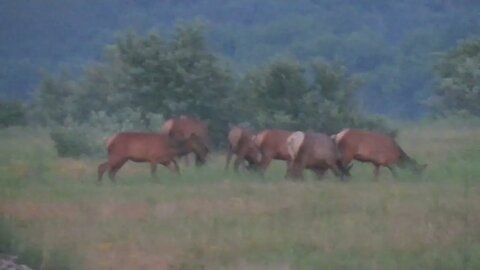 Pennsylvania Elk on 4th of July 2023