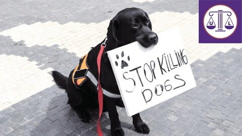 Qualified immunity DENIED to COP who KILLED DOG!
