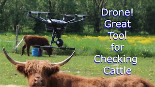 Drone great tool for checking Highland Cattle on pasture