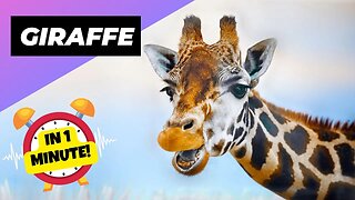 Giraffe - In 1 Minute! 🦒 The Tallest Animal In The World | 1 Minute Animals