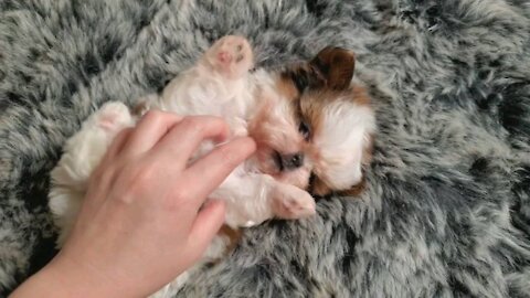 My Shih Tzu Puppy Shizuka