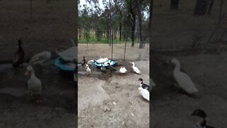 Ducks and a Gander enjoying their pond