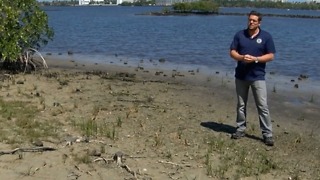 Storms impacting Lake Worth Lagoon seagrass