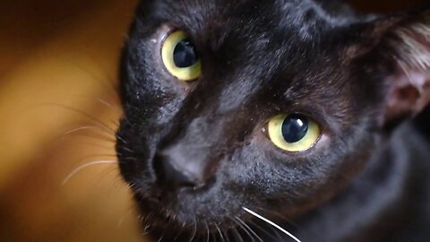 Luna Black Cat Misses Tiger Who Just Died Recently