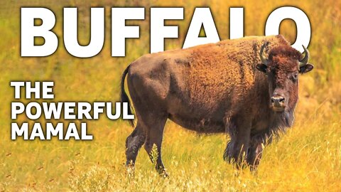 THE POWERFUL MAMAL | FACTS ABOUT BUFFALO | AFRICAN | AMERICAN | BISON | BUFFALO | ANIMAL | NATURE