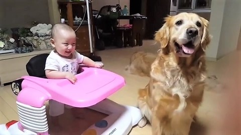 Baby Thinks Dog Playing Catch Is A Delight