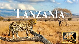 дикие животные танзании 4k - Замечательный фильм о дикой природе с успокаивающей музыкой