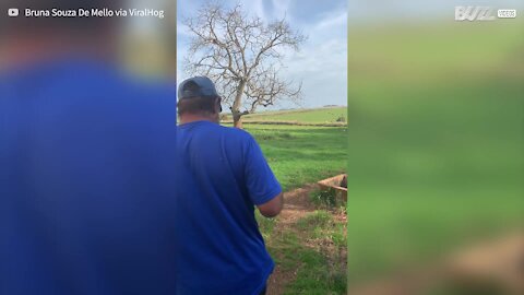 Cute lambs greet owner for milk treat