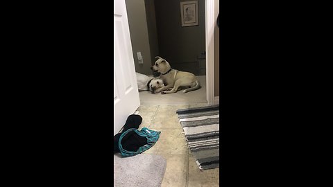 Foster puppy totally gives Labrador the cold shoulder