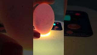 Candling Goose Eggs Day 7