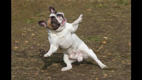 Dancing dog