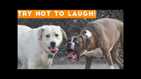 Try Not To Laugh At This Dog Compilation!!