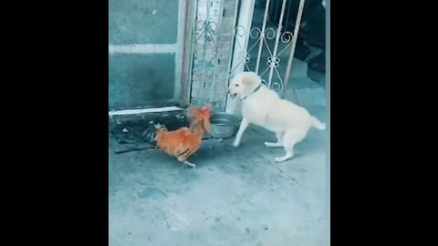 Chicken VS Dog Fight funny video 😁