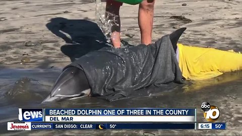 Dolphin beached at Del Mar dies
