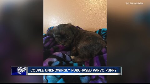 Puppy with parvo virus dies six days after being taken home
