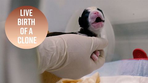 Watch the moment a cloned puppy is born