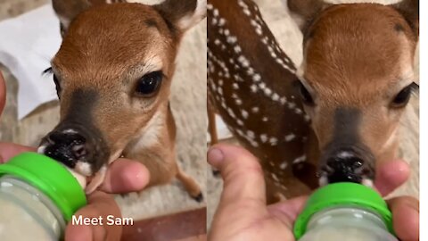 Sam, our newest rescued