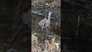 Great Blue Heron Goes Fishing #bird