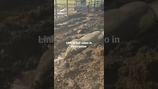 Mud baths are good for the skin