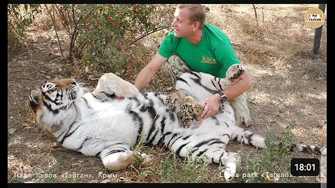 Amazing tigress trust her humans