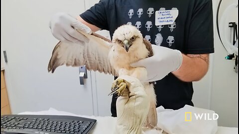 Glove training Makaio, a Hawaiian hawk | Extraordinary Birder with Christian Cooper