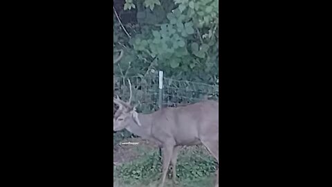 2 nice bucks in my backyard