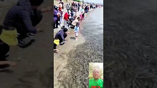 Just caught up the fish #shortvideos #challenge #tiktok #funny#fishing