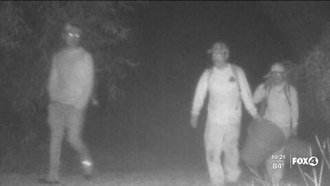 Woman's security camera catches men illegally picking palmetto berries on her property