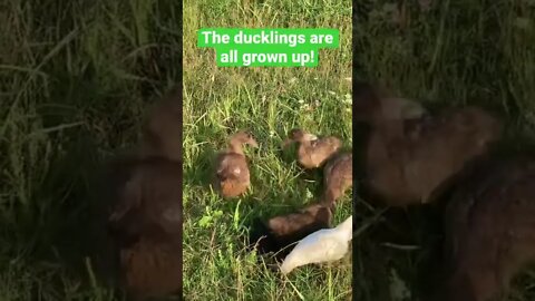 Ducklings Out For A Walk! #babyducks #cuteanimals #shorts