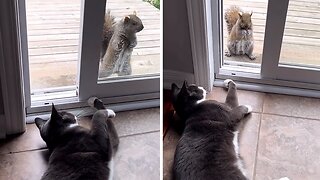 Friendly Wild Squirrel Adorable Tries To Play With House Cat