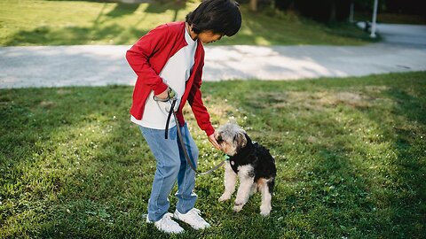 Doggy Daycare Treating My Dogs Like Babies for a Day" treating my dog's Like babies for A day